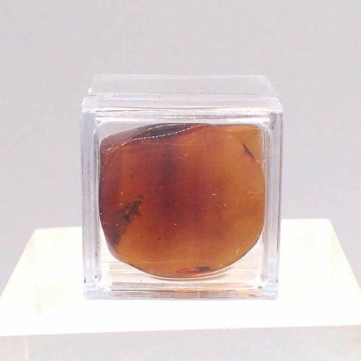 Ambar de colección Insecto en ámbar - A05