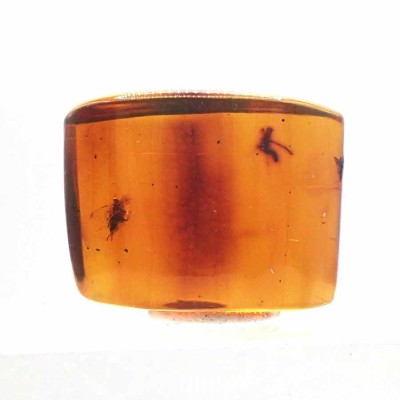 Ambar de colección Insecto en ámbar - A05