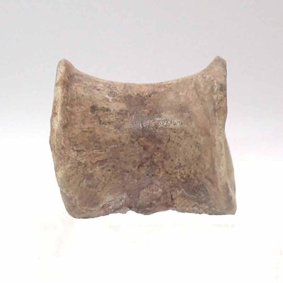 Piezas especiales de colección Rutiodon sp - FAR15