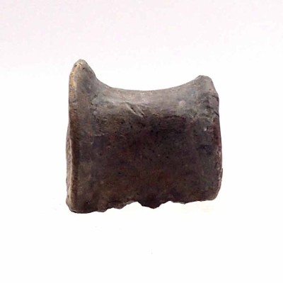 Piezas especiales de colección Rutiodon sp. - FAR03