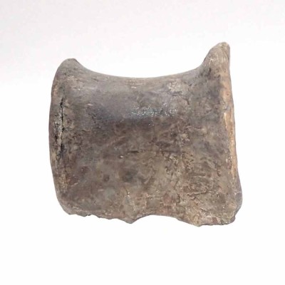 Piezas especiales de colección Rutiodon sp. - FAR03