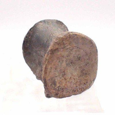 Piezas especiales de colección Rutiodon sp. - FAR03