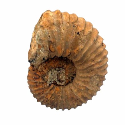 Comprar Ammonites de colección, Calycoceras asiaticum - FA042