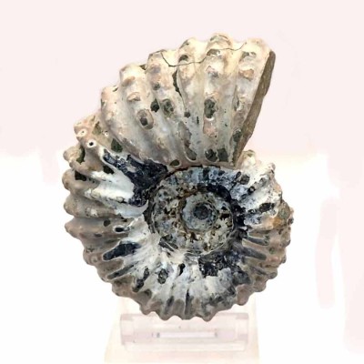 Buy Ammonites,Douvilleiceras mammilatum-FA019