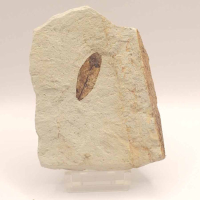Buy collectible fossil leaves, Phyllites sp. FH307