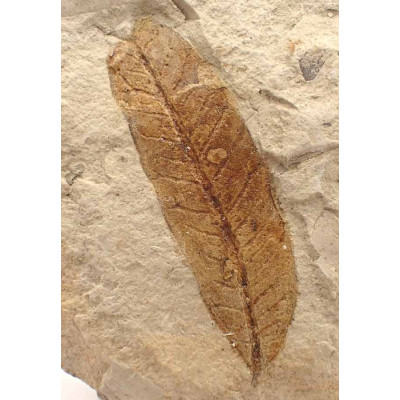 Comprar hojas fósiles de colección, Caesalpinia sp.-FH319