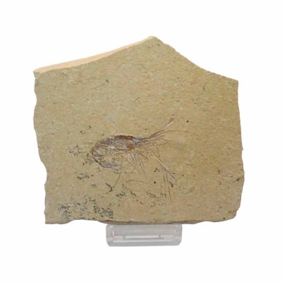Buy collectible crustaceans Carpopenaeus callirostris - FC16
