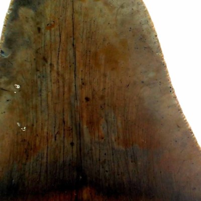 Comprar dientes de colección, Carcharocles megalodon - F077