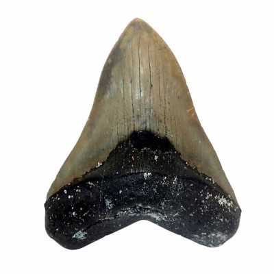 Buy collectible teeth, Carcharocles megalodon - F077