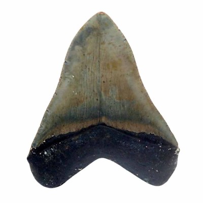 Comprar dientes de colección, Carcharocles megalodon - F077