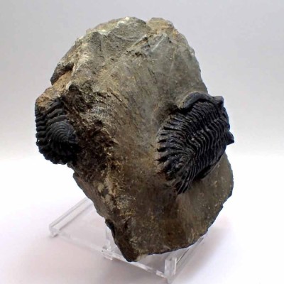 Buy trilobites,Hollardops sp. FT512