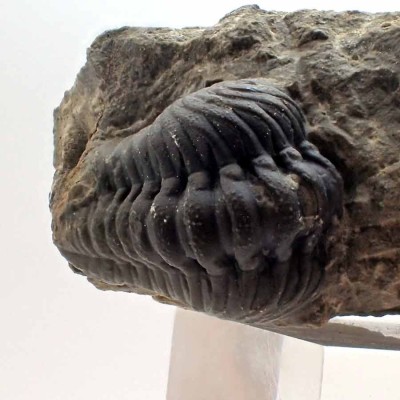 Buy trilobites,Hollardops sp. FT512