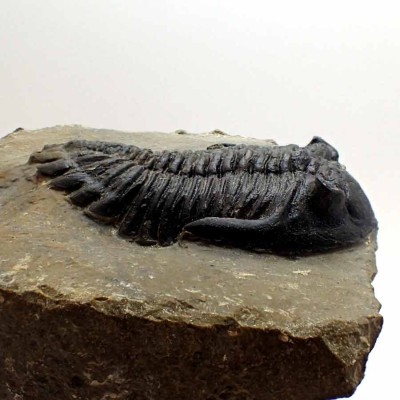 Buy trilobites,Hollardops sp. FT512