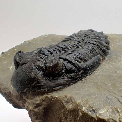 Buy trilobites,Hollardops sp. FT512