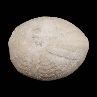 Buy collectible fossil sea urchins, Eupatagus antillanum- F619