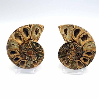 Comprar Ammonites de colección, Phylloceras inflatum - FA010