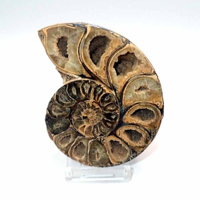 Buy ammonites,Phylloceras inflatum FA010