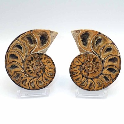 Buy Phylloceras inflatum FA071