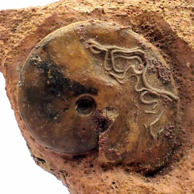 Comprar ammonites de colección,Oxycerites aspidoides-FA140