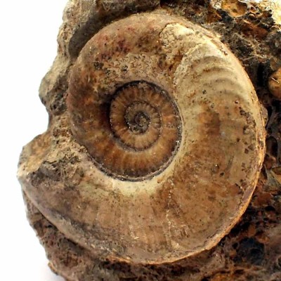 Comprar ammonites de colección-Witchellia sp.-FA156