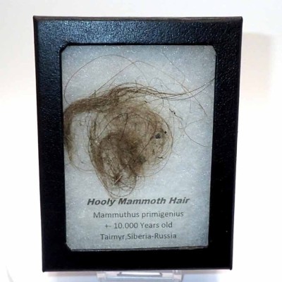 Buy Holly Mammoth hair,Mammuthus primigenius-FM38