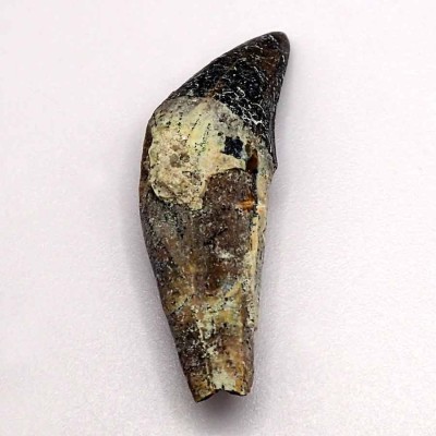 Fósiles de colección, Dorudon atrox (Prozeuglodon) - F220