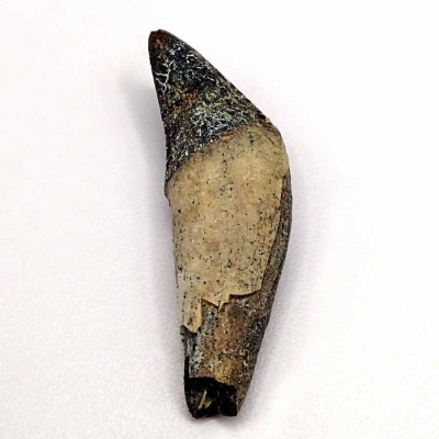 Buy Dorudon atrox (Prozeuglodon) F220
