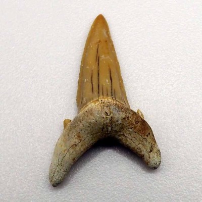 Serratolamna koerti F176