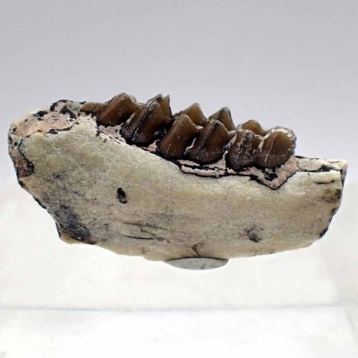 Mamifero fósil de colección, Leptomeryx evansi-FM05