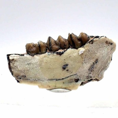 Leptomeryx evansi-FM05