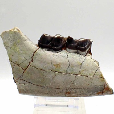 Comprar fósiles de Mamiferos,Hyracodon nebrascensis - FM07