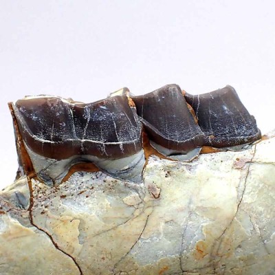 Hyracodon nebrascensis FM07