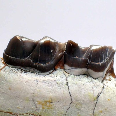 Hyracodon nebrascensis FM07