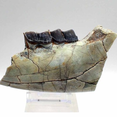 Hyracodon nebrascensis FM07