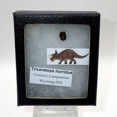 Buy dinosaur tooth,Triceratops horridus-FD188