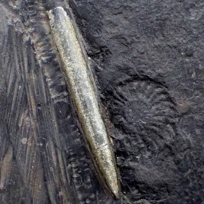 Buy fossils ,Cylindroteuthis sp-FO271