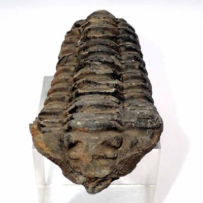 Comprar trilobites de colección, Diacalymene ouzregui - FT362