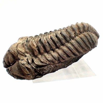 Buy trilobites Diacalymene ouzregui- FT377
