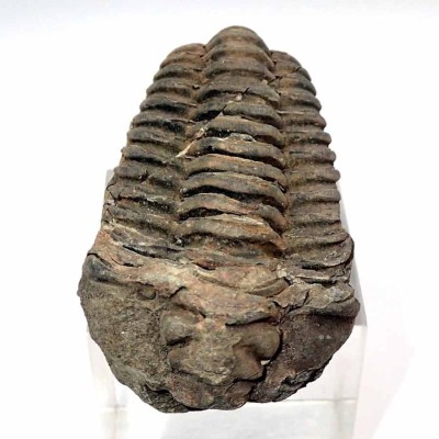 Comprar trilobites de colección, Diacalymene ouzregui - FT377