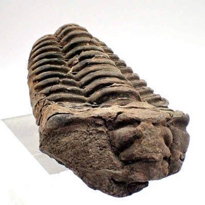 Comprar trilobites de colección, Diacalymene ouzregui - FT377