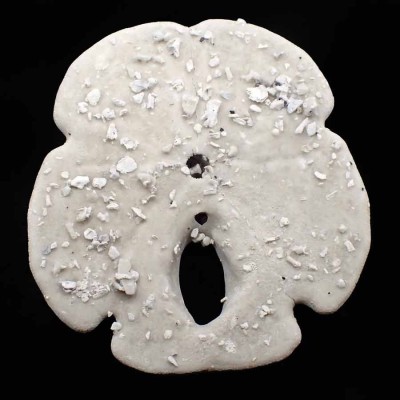 Encope macrophora-F616