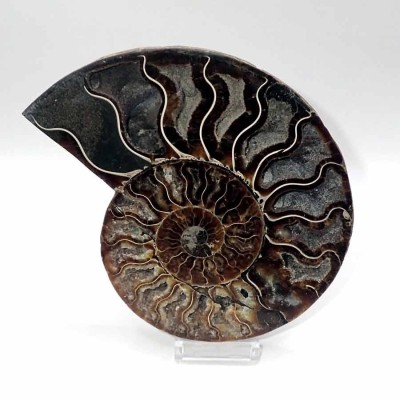 Buy ammonites as a gift,Cleoniceras besairiei FA015