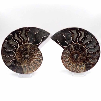 Buy ammonites as a gift,Cleoniceras besairiei FA015
