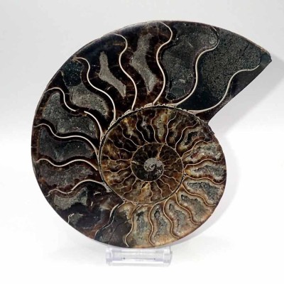 Buy ammonites as a gift,Cleoniceras besairiei FA015