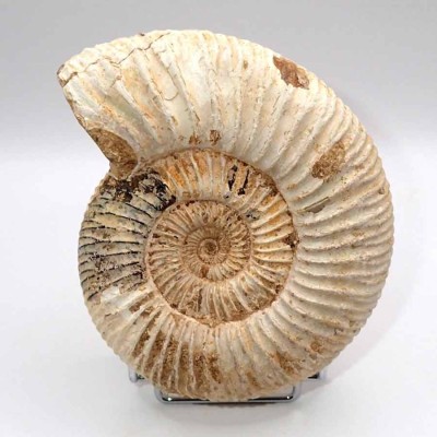 Buy ammonites for colección,Katroliceras matsumotoi  FA070