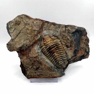 Comprar trilobites , Diacalymene ouzregui - FT373