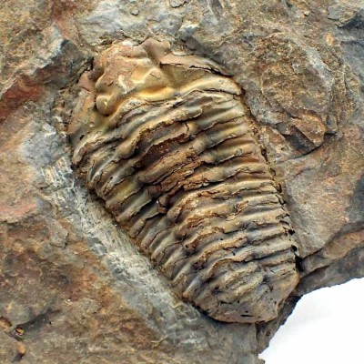 Comprar trilobites , Diacalymene ouzregui - FT373