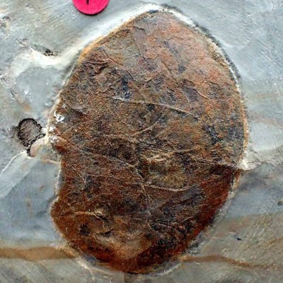 Metasequioa occidentalis FH311