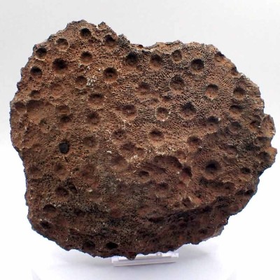 fossil coral colony,Phillipsastrea sp. -FO240