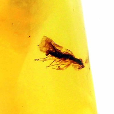 Ambar de colección ,Insecto en ámbar - A33
